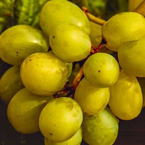 Vigne 'Italia'