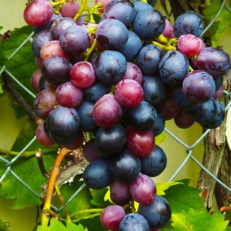 Vigne 'Muscat de Hambourg' (Vitis vinifera 'Muscat de Hambourg')