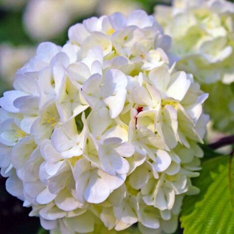 Pépinières Naudet – Hortensia Paniculé 'Phantom' – Fleurs blanches pures – Hauteur 1 à 2 m – Rusticité -12°C à -18°C – Adapté culture en pot