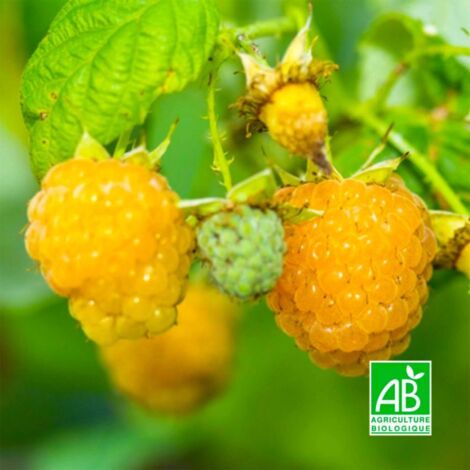 Framboisier 'Fallgold' BIO (Rubus idaeus 'Fallgold')