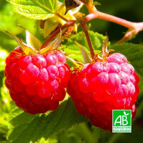Pépinières Naudet – Framboisier 'Willamette' BIO – Hauteur à maturité 1.5m – Exposition ensoleillée – Fruits rouges foncés de mi-juin à mi-juillet