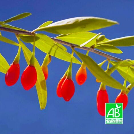 Pépinières Naudet – Baie de goji bio – Arbuste mellifère – Fruits acidulés récoltés d'août à octobre – Résistance jusqu'à -15°C