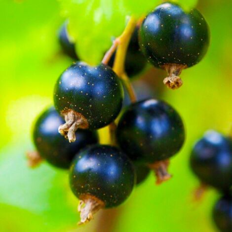 Pépinières Naudet – Cassissier 'Andega' – Arbre fruitier autofertile – Hauteur à maturité 1.5m – Exposition soleil – Baies noires savoureuses en juin-juillet