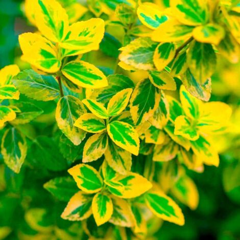 10 Fusain Emerald 'Gold' (Euonymus Fortunei 'Gold') - Haie Fusain Gold