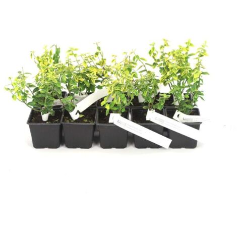 10 Fusain Emerald 'Gold' (Euonymus Fortunei 'Gold') - Haie Fusain Gold