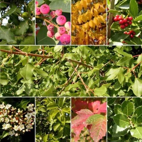 Kit Haie Plein Sud - 20 Jeunes Plants