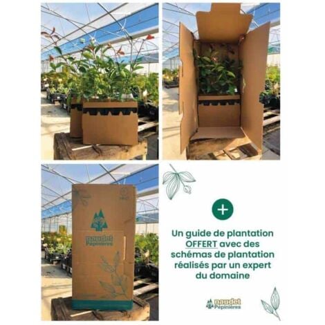 Kit Haie Plein Sud - 20 Jeunes Plants