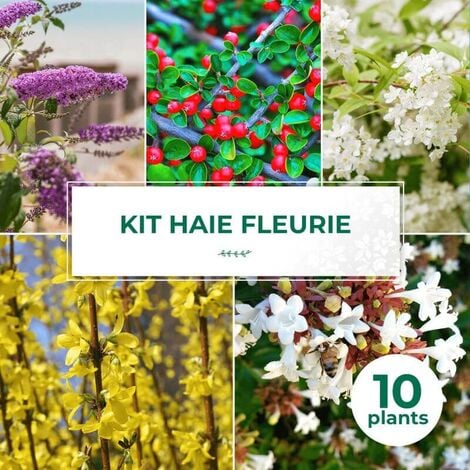Kit Haie Fleurie - 10 Jeunes Plants -