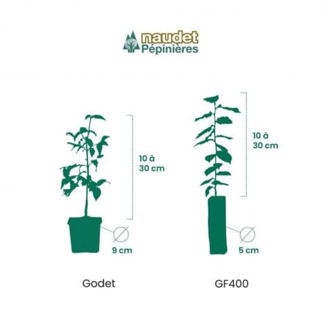 Kit Haie Fleurie - 10 Jeunes Plants