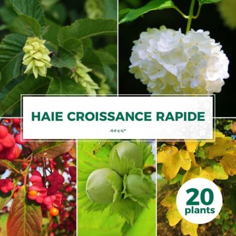 Pépinières Naudet – Haie d'arbustes à croissance rapide – Lot de 20 – Rusticité jusqu'à -15°C – Persistance caduc – Vitesse de croissance rapide
