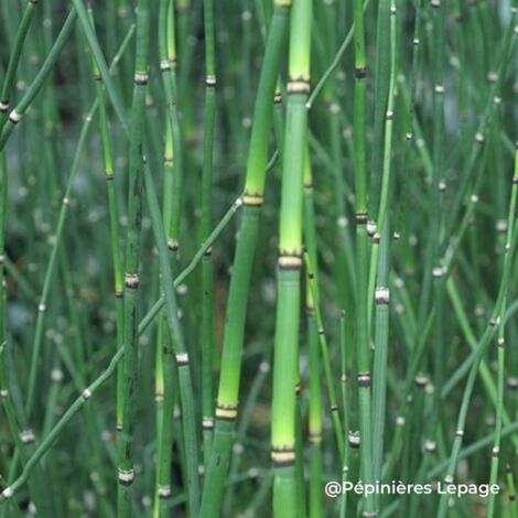 3 Prêles du Japon (Equisetum hyemale 'Japonicum')