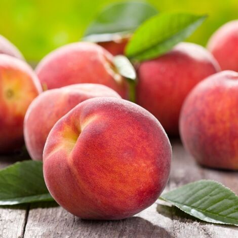 Pêcher nain 'Peach Me Red ® Pampana (Prunus persica 'Peach Me Red' ® Pampana) (1/3)