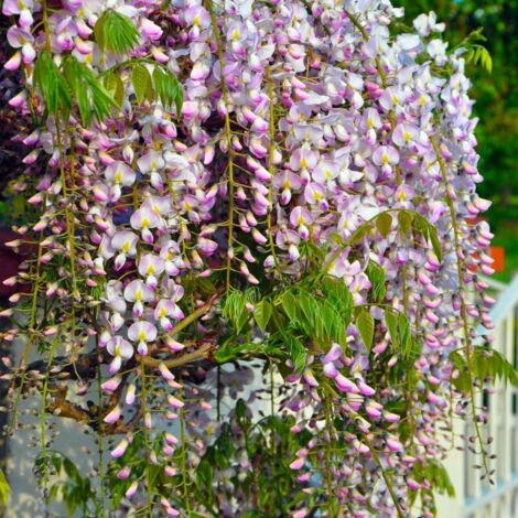 Glycine du Japon Rose (Wisteria Floribunda Rosea)