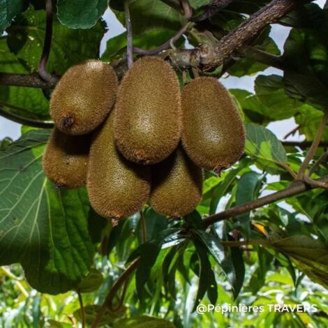 Kiwi 'Hayward' (Actinidia chinensis var. deliciosa 'Hayward')