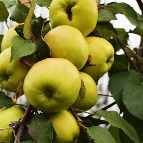Pommier nain 'Apple Me' ® Golden (Malus communis 'Apple Me' ® Golden)