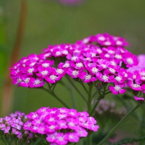Pépinières Naudet – Lot de 3 achillées 'Cerise Queen' – Plante vivace rose pour exposition ensoleillée – Rusticité jusqu'à -15°C – Parfaite pour rocaille