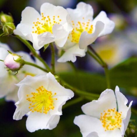 Pépinières Naudet – Rosier pimprenelle (Rosa spinosissima) – Arbuste à fleurs blanches – Hauteur 1-2m – Floraison estivale – Exposition ensoleillée