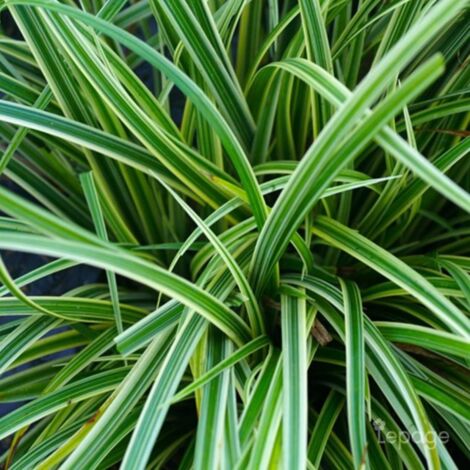 3 Laîches Japonaise 'Silver Sceptre' (Carex 'Silver Sceptre')