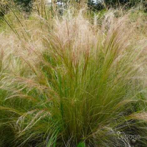 3 Cheveux d'Ange (Stipa Tenuifolia)