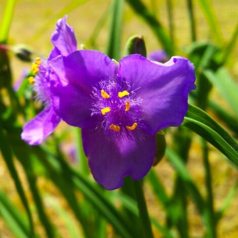 3 Ephémères de Virginie ou Misère 'Valour' (Tradescantia)