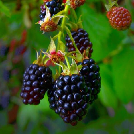 Pépinières Naudet – Mûre sans épines 'Thornfree' – Gros fruits noirs très goûteux – Excellente résistance jusqu'à -15°C – Floraison rose en été