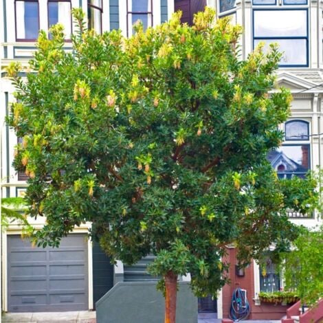Arbousier ou Arbre aux Fraises (Arbutus Unedo)
