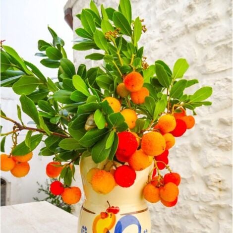 Arbousier ou Arbre aux Fraises (Arbutus Unedo)