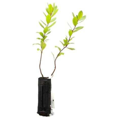 Arbousier ou Arbre aux Fraises (Arbutus Unedo)