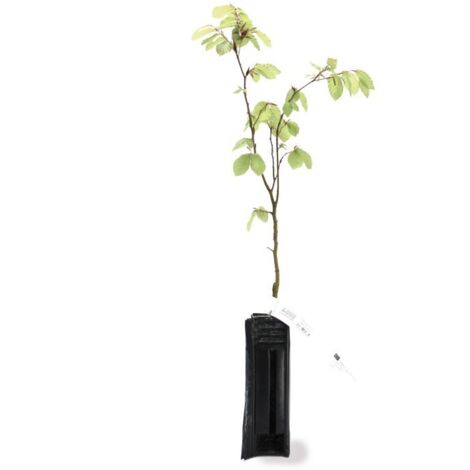 Hêtre Commun (Fagus Sylvatica)
