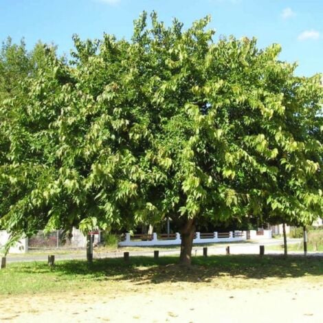 Mûrier Noir (Morus Nigra)