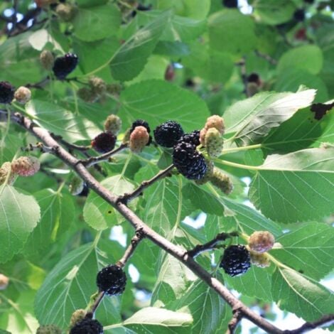 Mûrier Noir (Morus Nigra)