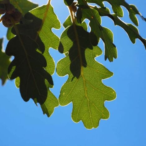 Chêne Pubescent (Quercus Pubescens)