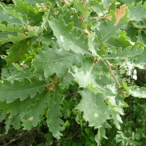 Chêne Pubescent (Quercus Pubescens)