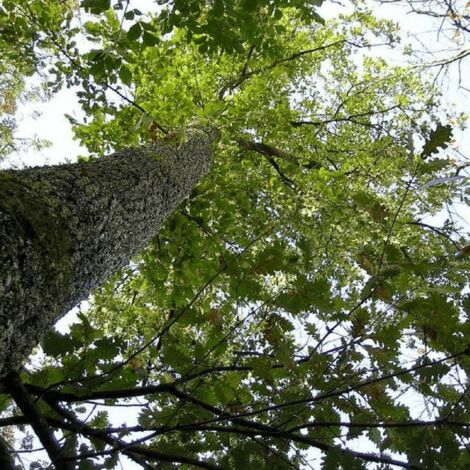 Chêne Pubescent (Quercus Pubescens)
