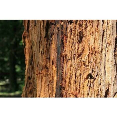 Séquoia Toujours Vert (Sequoia Sempervirens)
