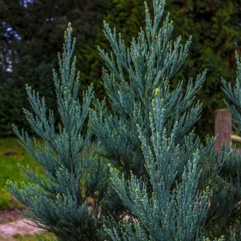 Sequoia géant (Sequoiadendron giganteum)