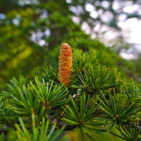 Cèdre du Liban (Cedrus Libani)