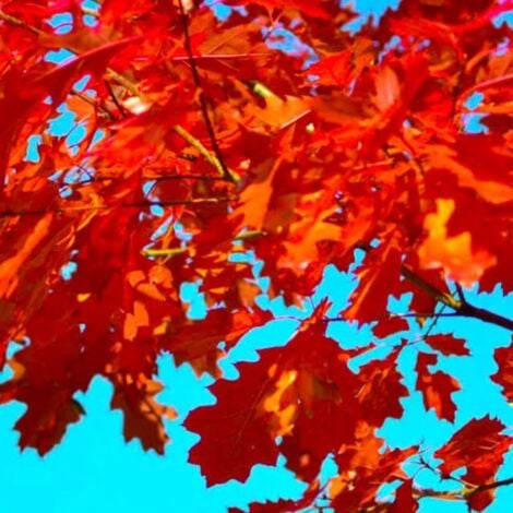 Chêne Rouge d'Amérique (Quercus Rubra)