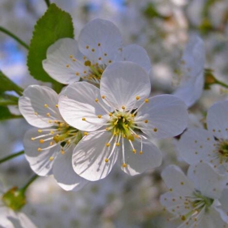 Epine Noire ou Prunellier (Prunus Spinosa)