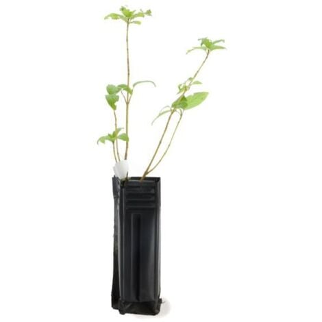 Epine Noire ou Prunellier (Prunus Spinosa)