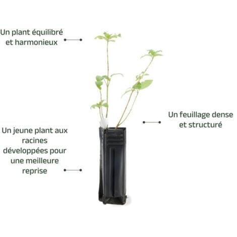 Epine Noire ou Prunellier (Prunus Spinosa)