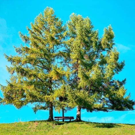 Pépinières Naudet – Mélèze d'Europe (Larix decidua) – Conifère caduc pour sols pauvres – Croissance rapide et adaptabilité aux climats froids – Bois durable