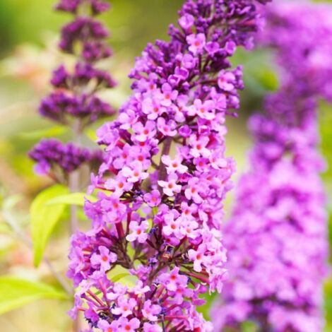 Pépinières Naudet – Arbre aux papillons Buddleja davidii – Fleurs violettes parfumées – Hauteur à maturité 3-5m – Croissance rapide – Caduc (1/3)