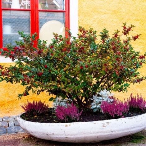 Houx Commun (Ilex Aquifolium) - Godet - Taille 13/25cm