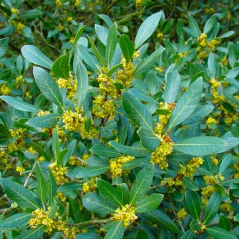 Pépinières Naudet – Filaire à feuilles larges – Arbuste persistant de 5m – Feuillage coriace vert – Floraison jaune de mars à juin – Excellente rusticité jusqu'à -15°C