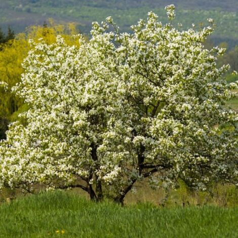 Pépinières Naudet – Mûrier blanc – Arbre fruitier caduc 15-40 cm – Exposition soleil – Croissance rapide pour jardins familiaux – Fruits juteux blancs à violacés