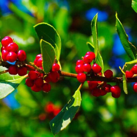 Nerprun alaterne (Rhamnus alaternus) (1/3)