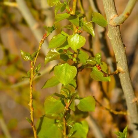 Peuplier Noir d'Italie (Populus Nigra Italica)