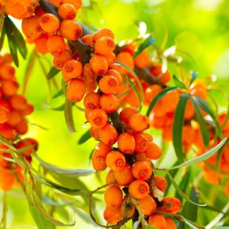 Pépinières Naudet – Argousier (Hippophae rhamnoides) – Arbuste caduc 3-5m – Baies rouge orangées – Floraison jaune au printemps – Résistant jusqu'à -15°C
