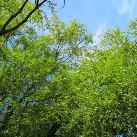 Saule Blanc (Salix Alba)